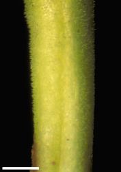 Veronica phormiiphila. Branchlet, showing minute hairs. Scale = 1 mm.
 Image: W.M. Malcolm © Te Papa CC-BY-NC 3.0 NZ